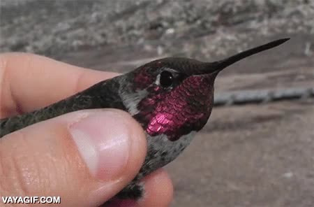 color,brillos,pecho,colibri,iridiscente