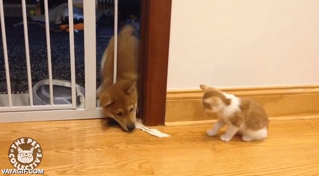 pelea,gato,perro,barrera,valla