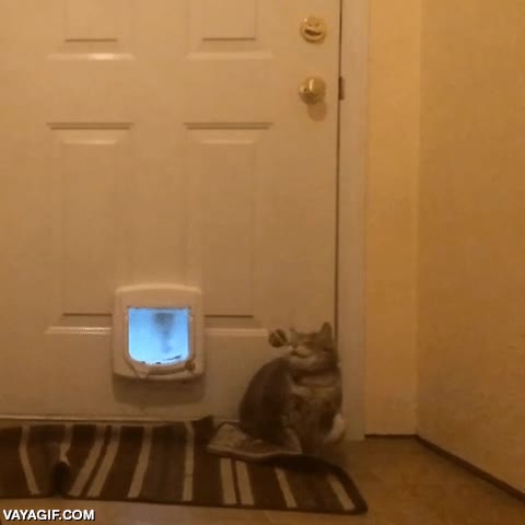 reflejos,no esperar,en toda la cara,fail,rebotar,gato