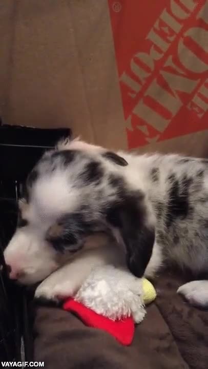 laboral,perro,dormir,dormirse,cansado,cansancio