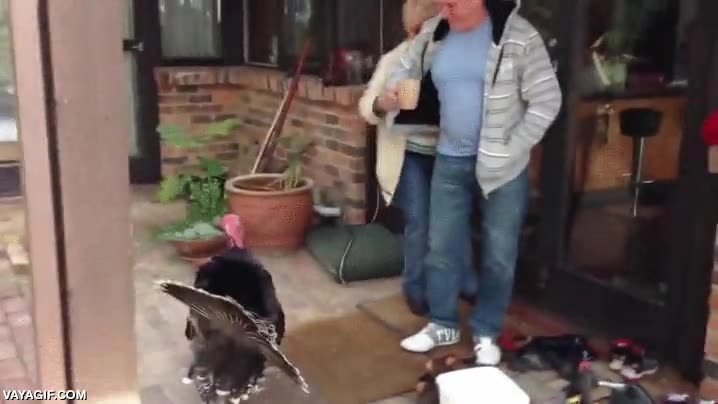 la rebeli&oacute;n de los pavos,atacar,accion de gracias,saltar,pavo