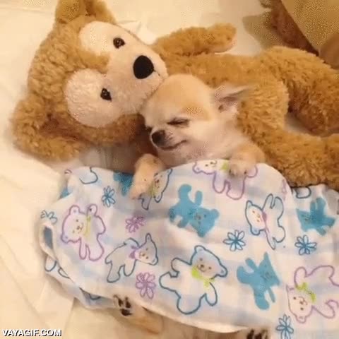 perro,peque&ntilde;o,dormir,dormido,cansado,sobando a lo loco