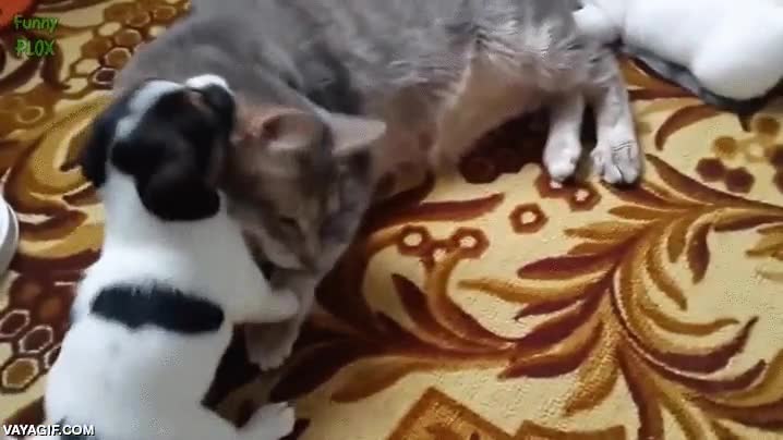 gato,perro,toda la manada al ataque,alfombra,a por el