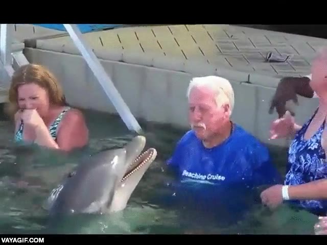 Una guerra de escupirse agua en la cara entre un delfín y un señor mayor delfin,jugar,escupir,agua,en la cara