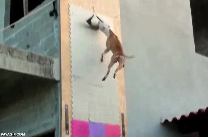saltar,trepar,escalar,son más de 4 metros lo que sube,perro,fetch it