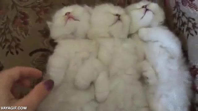 gato,gatitos,dormir,dormidos,lunes,con tol palo de la vida