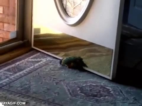 caique,loro,pajaro,reflejo,espejo,es su versi&oacute;n dorada,puerta