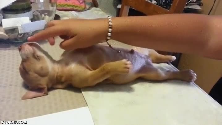 perro,cachorro,dormir,dormido,profundamente,no hay manera de despertarse,adorable