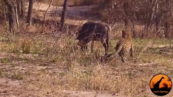 mira en plan ''pero por qué no corre?'',facoquero,pobre pumba,guepardo,acecho,acechar