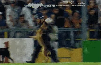 perro,pastor aleman,policia,campo de futbol,toque