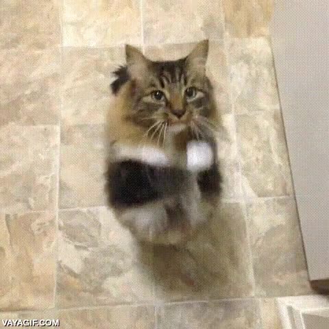 chuches,comida,gato,pedir,premios,patitas