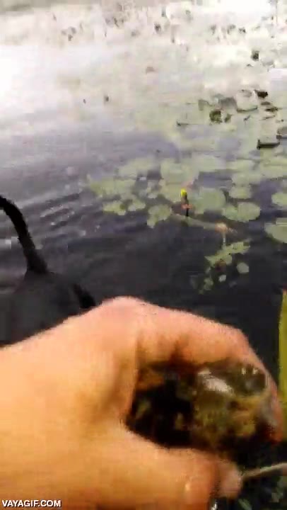 heroe,salvar,pajaro,son m&aacute;s humanos que nosotros,bondad pura,perro