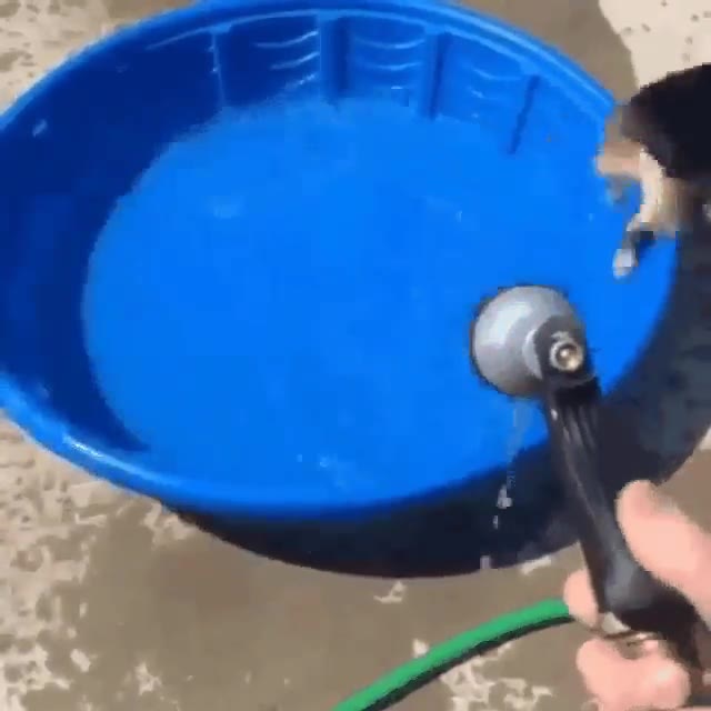 humano,ba&ntilde;era,perro,corgi,grifo,mojar,escapar