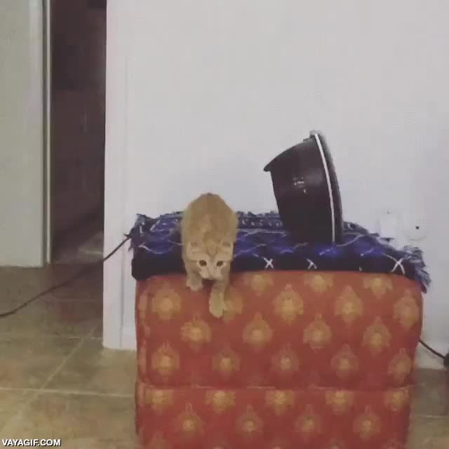 gato,gatito,saltar,primer salto