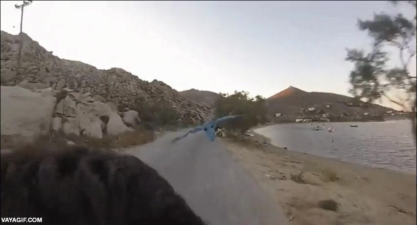loro,guacamayo,volar,seguir,perseguir,moto,motorista