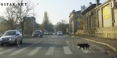 pasos de peatones,pasos de cebra,perro,cruzar,calle,coches