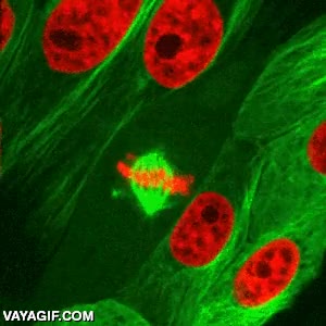 microscopio,fluorescente,fluorescencia,celulas,separación