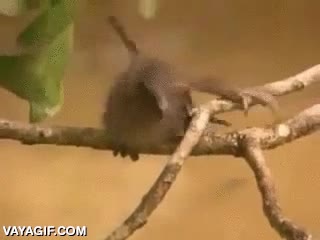 pajaro,garras,agarrarse,ave,trepar,salir del agua,parece una cr&iacute;a