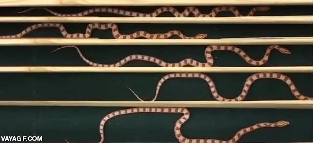 serpiente,reptar,avanzar,desplazarse,espacio disponible