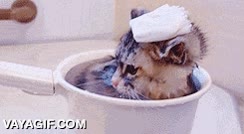 gato,cachorro,adorable,ba&ntilde;o,en una taza,ba&ntilde;ar,toalla en la cabeza