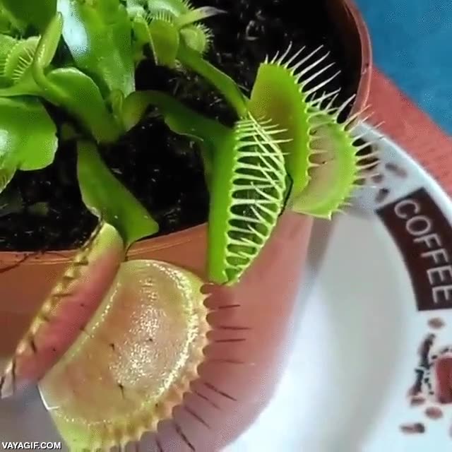 Enlace a Y hasta aquí tu aventura, pequeño insecto