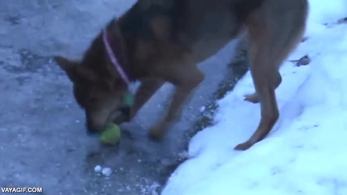 exito,perro,quitar,arrancar,recuperar,pelota,rio,hielo,congelada