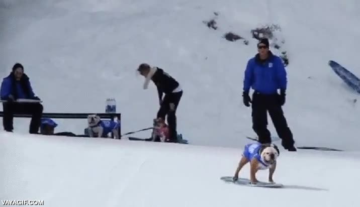 Enlace a El perro skater también es un grande con el snowboard