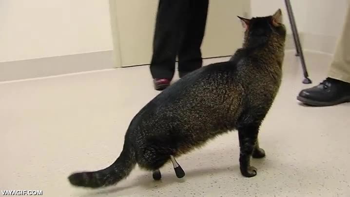 gato,protesis,patas,de palo,minusvalia,superación,seguir adelante con todo