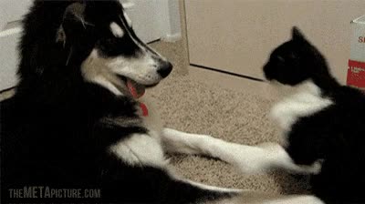 gato,perro,que genio,guantazo ninja