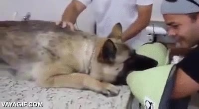 perro,policia,acariciar,acompa&ntilde;ar,sedaci&oacute;n,eutanasia,sacrificar,tengo entendido que no hab&iacute;a m&aacute;s remedio por una enfermedad del animal,don't cry