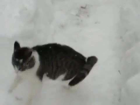 gato,nieve,le encanta,jugar,bucear,que es el frio?