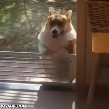 perro,intentar,saltar,valla,fail,paticorto,gordito