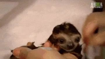 mojado,perezoso,ba&ntilde;o,ba&ntilde;ar,cepillar