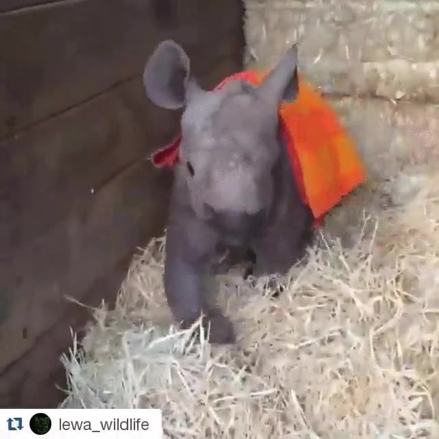 rinoceronte,cr&iacute;a,refugio de animales,biberon,dar de comer