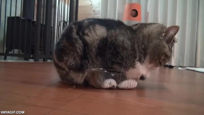 caja,tamaño,gato,plastico,bandeja,if I fits I sits