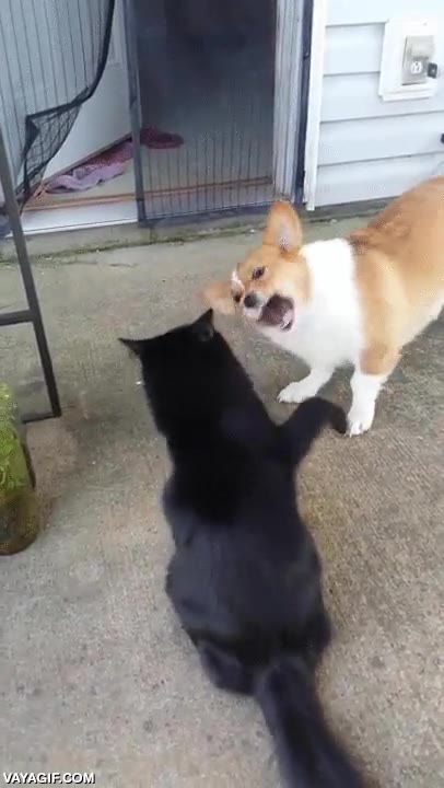 No sé cuántos guantazos más se ha de llevar este perro para entender quién manda aquí perro,gato,guantazo,zarpazos,le pega pero bien,los gatos los tienen muy bien puestos,vacilar