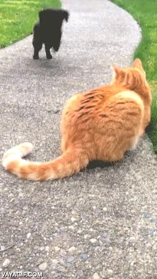 perro,cachorro,cría,primer intento de lucha,gato,ni se inmuta