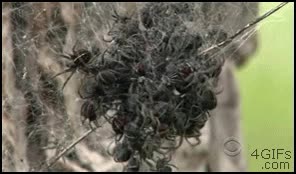 araña,insecto,bola,nido,todos juntos