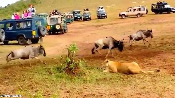 cazar,cazador,leon,leona,cuando el hambre aprieta,&ntilde;u,&ntilde;us,safari