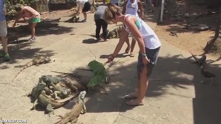 menudo susto,pato,iguana,dar de comer,asustar,trolleada