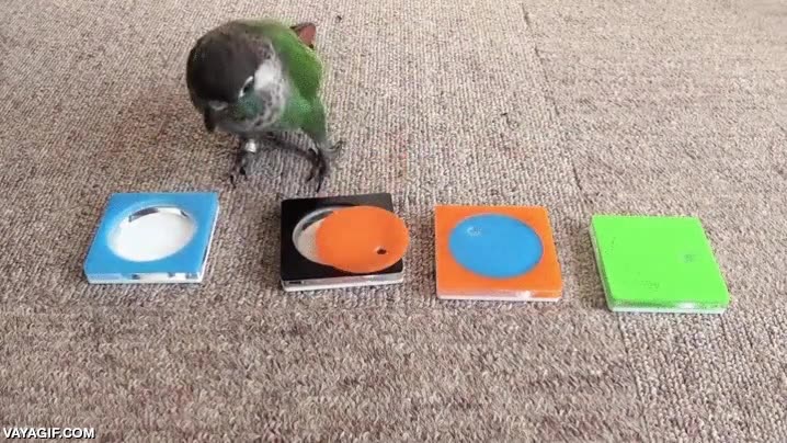 inteligente,ave,pajaro,loro,colores,cambiar,acertar,asociaciones