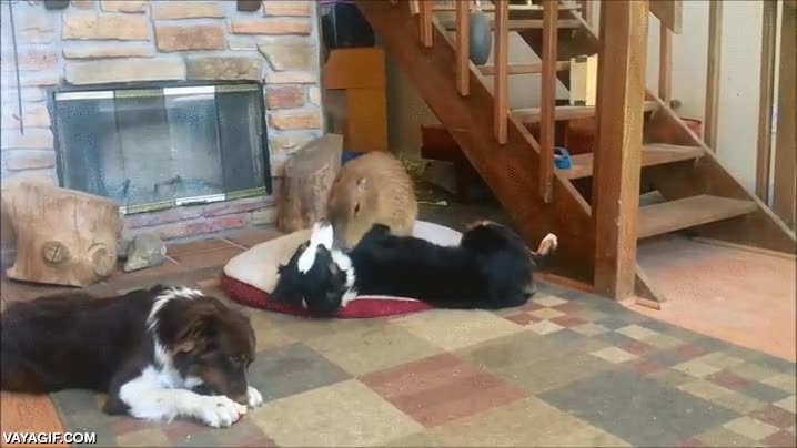 capibara,roedor gigante,perro,perros,limpieza,solo los humanos discriminamos por especie o raza