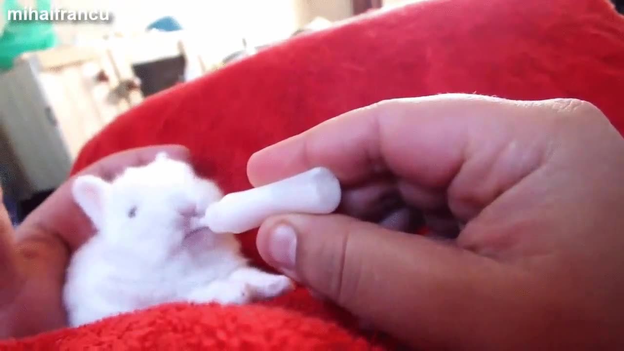 adorable,conejo,biberon,alimentar,cr&iacute;a,bebe