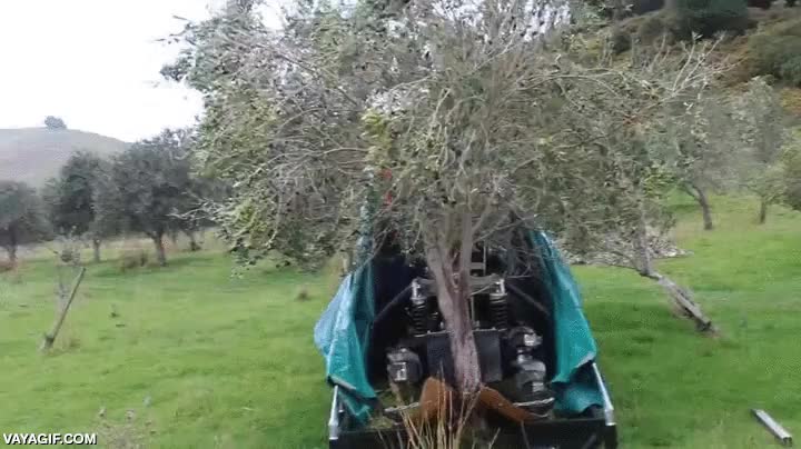 arbol,maquina,hacer temblar,tembleque,terremoto,recoger,pasado,cosechadora