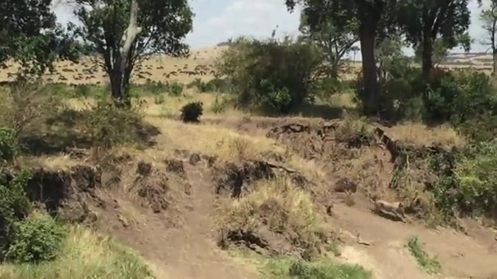 &ntilde;u,leon,leona,cazar,perseguir,dar la vuelta