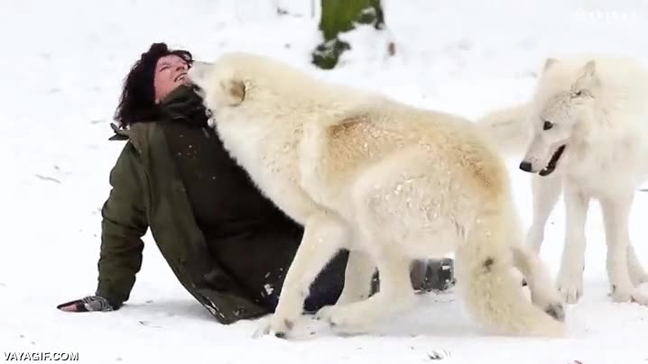 mucho cariño,pero zarpazos y mordiscos te llevas,lobo,chica,jugar,manada,lobos