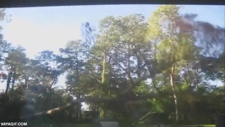 arbol,talar,cortar,tumbar,lanzar,venganza,devolver el golpe,rama salir disparada