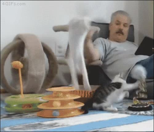 Antes de tocar a tu gato, asegúrate que no tiene el sistema de defensa automática activado gatos,gracioso,salto,voltereta,por sorpresa,saltar