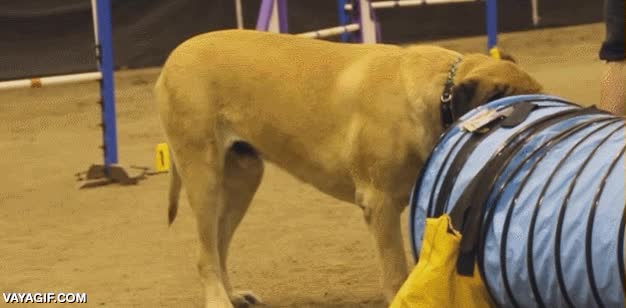 Enlace a Si este mastín es capaz de completar un circuito de agility, tú puedes hacer lo que te propongas