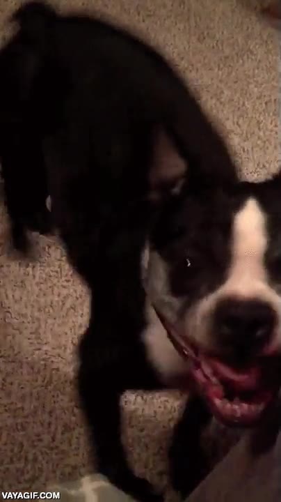 despertar,perro,locura,pasitos,no se puede contener,creo que necesita ir a la calle